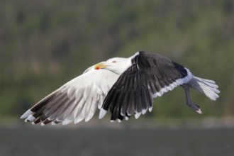 Mantelmöwe; lat. Larus marinus; im Flug von der Seite bei Sonnenschein über Gewässer