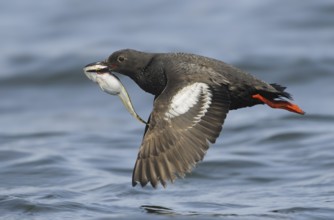 Pigeon Guillemot (Cepphus columba), British Columbia, Canada