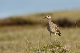 Whimbrel (Numenius phaeopus), Iceland