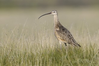 Long-billed Curlew (Numenius americanus), Alberta, Canada