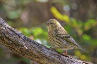 Eurasian Siskin (Spinus spinus) female, Abruzzo, Italy