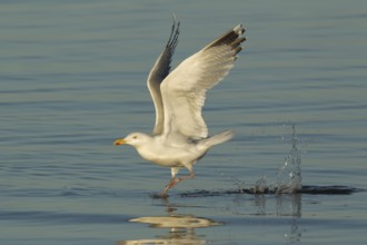 European Herring Gull (Larus argentatus) flying, Texel, Netherlands