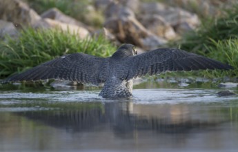 Peregrine Falcon (Falco peregrinus) female bathing, Saxony, Germany