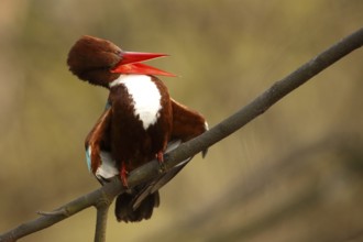 White-throated Kingfisher (Halcyon smyrnensis), Rajasthan, India