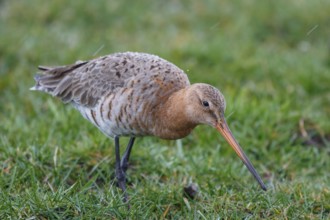 Black-tailed Godwit (Limosa limosa) foraging, Netherlands