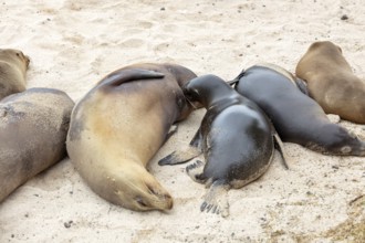 Sea lions (Zalophus wollebaeki), San Cristobal, Galapagos, Ecuador