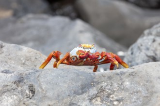 Red rock crab (Grapsus grapsus), San Cristobal, Galapagos, Ecuador