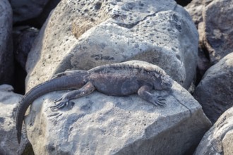 Marine lizard Amblyrhynchus cristatus), San Cristobal, Galapagos, Ecuador