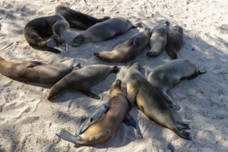 Sea lions (Zalophus wollebaeki), San Cristobal, Galapagos, Ecuador