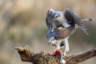 Northern Goshawk (Accipiter gentilis) pair mating, Zaragoza, Spain
