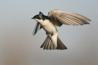 Tree Swallow (Tachycineta bicolor) flying, Ohio, USA