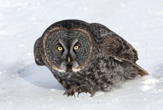 Great Grey Owl (Strix nebulosa), Saskatchewan, Canada