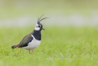 Kiebitz, Vanellus vanellus Northern Lapwing, Vanellus vanellus