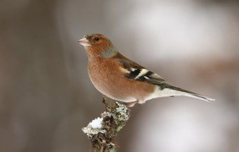 Common Chaffinch (Fringilla coelebs) male, Utrecht, Netherlands