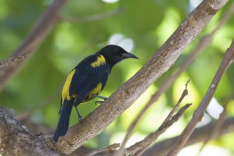 Hispaniolan Oriole (Icterus dominicensis), Dominica