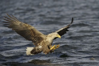 White-tailed Eagle (Haliaeetus albicilla) flying, Nord-Trondelag, Norway