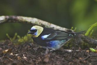 Golden-hooded Tanager (Tangara larvata), Costa Rica