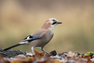 Eurasian Jay (Garrulus glandarius) perched on the ground, North Rhine-Westphalia, Germany