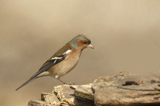 Common Chaffinch (Fringilla coelebs) male, Piedmont, Italy