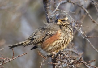 Redwing (Turdus iliacus), Schleswig-Holstein, Germany