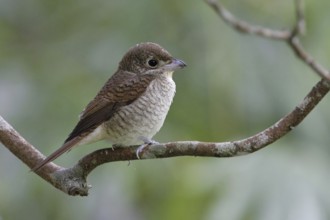 Tiger Shrike (Lanius tigrinus), Malaysia