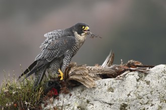 Bird of prey Peregrine Falcon (Falco peregrinus) with kill Common Pheasant on stone