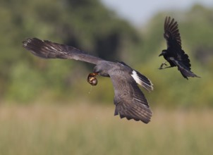 Snail Kite & Boat-tailed Grackle (Rostrhamus sociabilis & Quiscalus major) male Boat-tailed Grackle