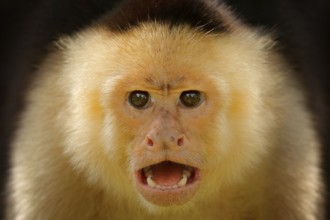 Close-up detail of monkey face. White-headed Capuchin, black monkey sitting on tree branch in the