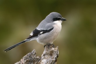 Iberian grey shrike, Lanius meridionalis, in the nature habitat, Sierra de Andújar, Andalusia,