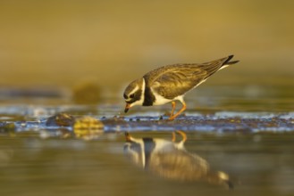 Common Ringed Plover (Charadrius hiaticula) foraging, North Rhine-Westphalia, Germany