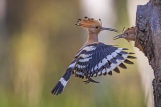 Eurasian Hoopoe (Upupa epops) feeding chick in breeding cavity, Saxony-Anhalt, Germany