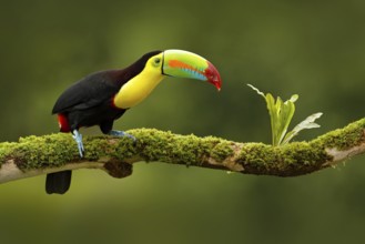 Keel-billed Toucan, Ramphastos sulfuratus, bird with big bill. Toucan sitting on the branch in the