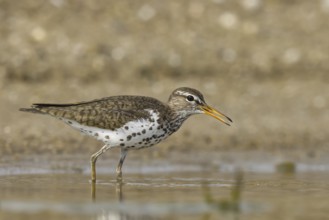 Spotted Sandpiper (Actitis macularius) foraging, North Rhine-Westphalia, Germany