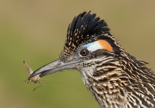 Greater Roadrunner (Geococcyx californianus), Arizona, USA