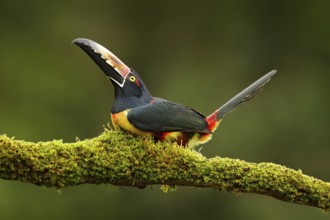 Collared Aracari, Pteroglossus torquatus, bird with big bill. Toucan sitting on the branch in the