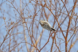Japanese pygmy woodpecker, Dendrocopos kizuki, small woodpecker from Hokkaido, Japan. Little bird