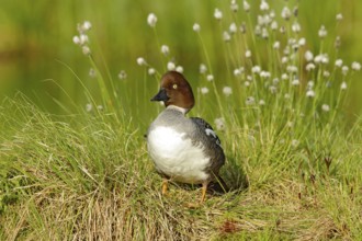 Common pochard, Aythya ferina, is diving duck from Europe. Bird in the beautiful habitat, bird with