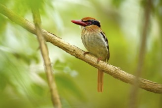 Lilac-cheeked Kingfisher, Cittura cyanotis, sitting on the branch in the green tropical forest.