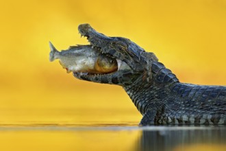 Crocodile catch fish in river water, evening lighta. Caiman with piranha. Yacare Caiman, crocodile
