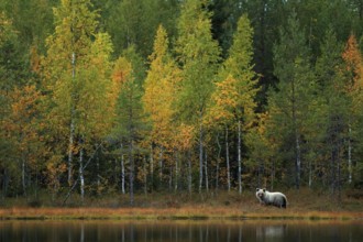 Bear hidden in yellow forest. Autumn trees with bear. Beautiful brown bear walking around lake,