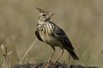 Malabar Lark (Galerida malabarica), Goa, India