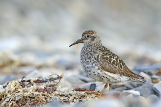 Purple Sandpiper, Calidris maritima, sea water bird in the nature habitat. Animal on the ocean