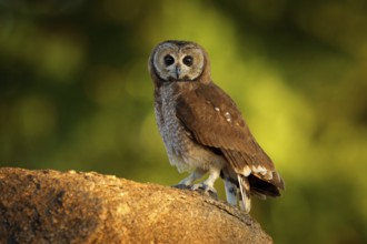 Marsh owl, Asio capensis, Lake Kariba, Zimbabwe. Bird siting on the stone in green vegetation,