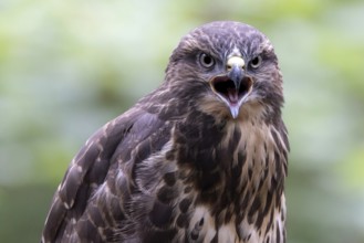 Common Buzzard (Buteo buteo) juvenile calling, South Holland, Netherlands