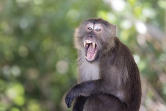 Long-tailed Macaque (Macaca fascicularis) roaring adult showing teeth, Thailand