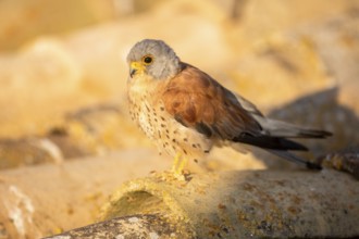 Lesser Kestrel (Falco naumanni) male on a roof, Castile-La Mancha, Spain