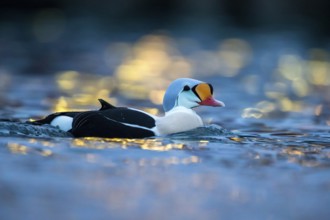 King Eider (Somateria spectabilis) male, Norway