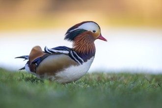Mandarin Duck (Aix galericulata) male, Saxony-Anhalt, Germany