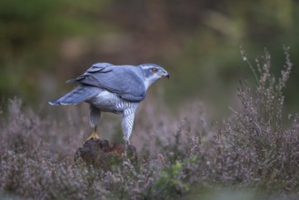 Northern Goshawk (Accipiter gentilis) male, Netherlands
