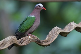 Common Emerald Dove (Chalcophaps indica) male, Yunnan, China